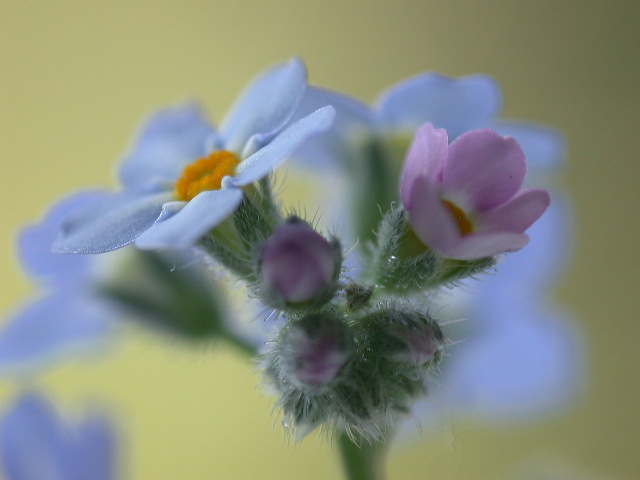 Myosotis sylvatica / Nontiscordardim dei boschi